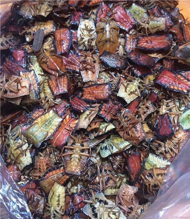 Món lạ Tây Bắc